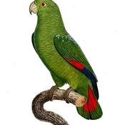 Black-billed Parrot